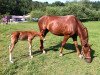 broodmare Fleur (Hanoverian, 2006, from Rubin Royal OLD)