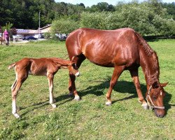 broodmare Fleur (Hanoverian, 2006, from Rubin Royal OLD)