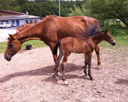 broodmare Rose Libre (Oldenburg, 2004, from Rubin Royal OLD)