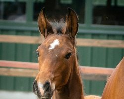 dressage horse Stute von Si Bon / Lord Lancer (Westphalian, 2022, from Si Bon)