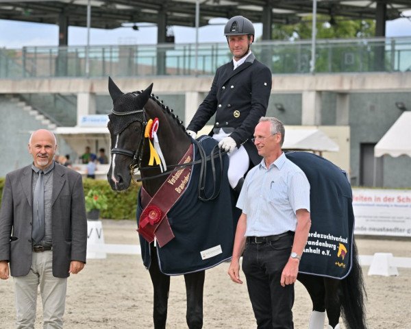 Dressurpferd Black Belantis (Deutsches Sportpferd, 2014, von Belantis)