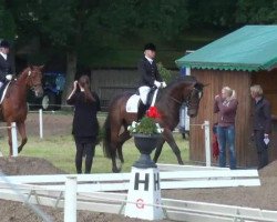 dressage horse Der Detektiv (Oldenburg, 2008, from Desperados FRH)