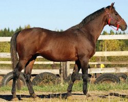 stallion Poroch (Trakehner, 1988, from Hvat)