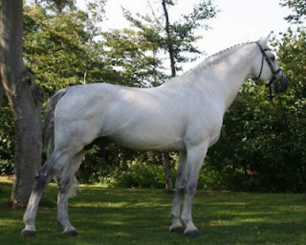 stallion Carano (Holsteiner, 1991, from Capitol I)