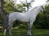 stallion Carano (Holsteiner, 1991, from Capitol I)