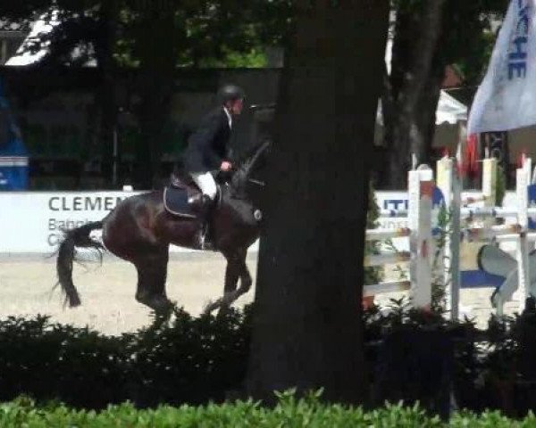 jumper Chiun AG (Hanoverian, 2007, from Concetto I)