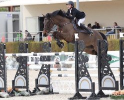 jumper Calvorno Wp Z (Zangersheide riding horse, 2010, from Calvaro Z)