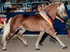 stallion Steinadler (Haflinger, 1990, from Stuart)