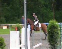 jumper Chester 245 (Oldenburg show jumper, 2005, from Colander)