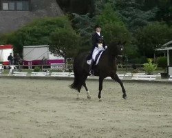 dressage horse Ohio 26 (Westphalian, 2002, from Obsession)