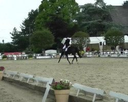 dressage horse So What (Hanoverian, 2005, from Sir Donnerhall I)