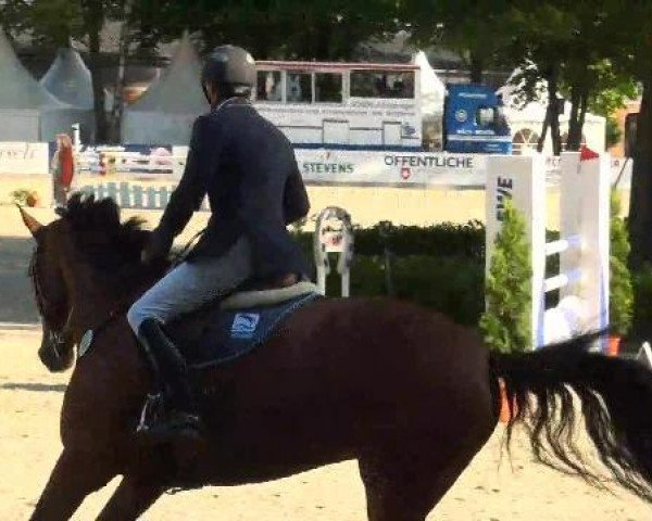 broodmare Lascara 14 (Oldenburg show jumper, 2005, from Ludwig von Bayern 168 FIN)