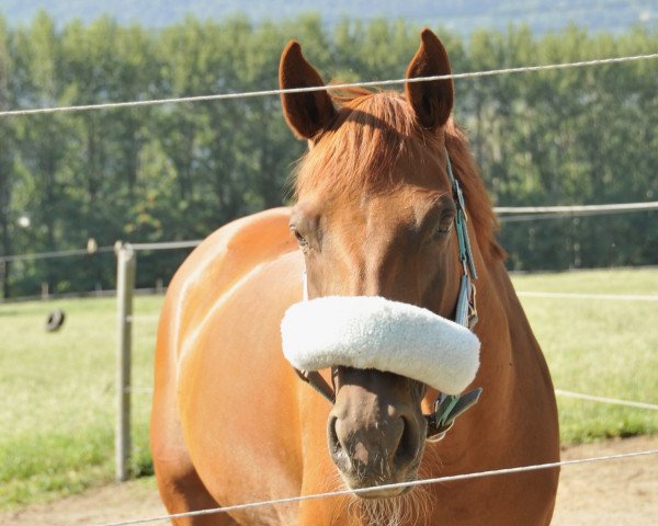 jumper Annabel II (Polish Warmblood, 2006, from Love Affair)