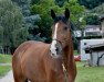 Zuchtstute Chrisbreaker Flying (Schweizer Warmblut, 2009, von Unbekannt SUI)