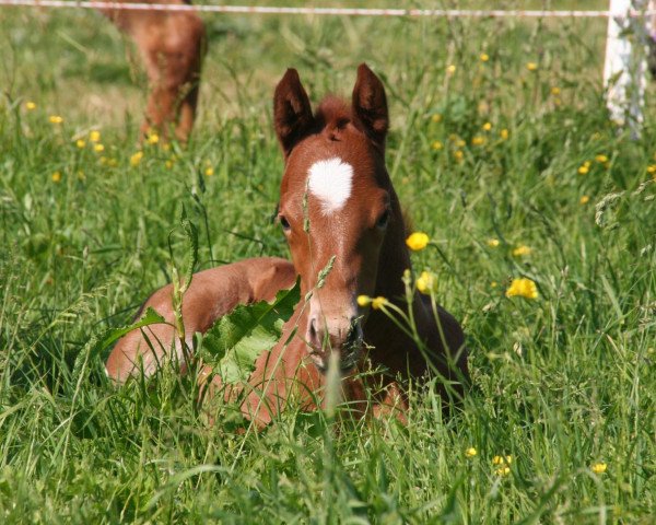 Zuchtstute Jacy (Quarter Horse, 2012, von SB Buddy Kilebar Jac)