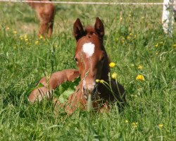 broodmare Jacy (Quarter Horse, 2012, from SB Buddy Kilebar Jac)