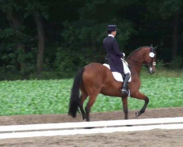 dressage horse Shiraz 14 (Oldenburg, 2000, from Shine On)