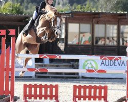 jumper Elle L'a Z (Zangersheide riding horse, 2012, from Emerald van 't Ruytershof)