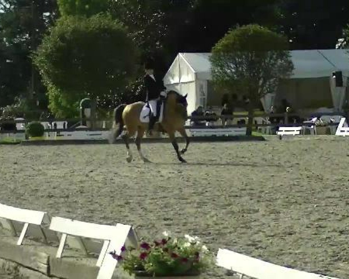 dressage horse Don't Touch (German Riding Pony, 2006, from FS Don't Worry Junior)