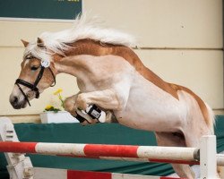 Zuchtstute Schickimicki G (Haflinger, 2012, von Stüwer)