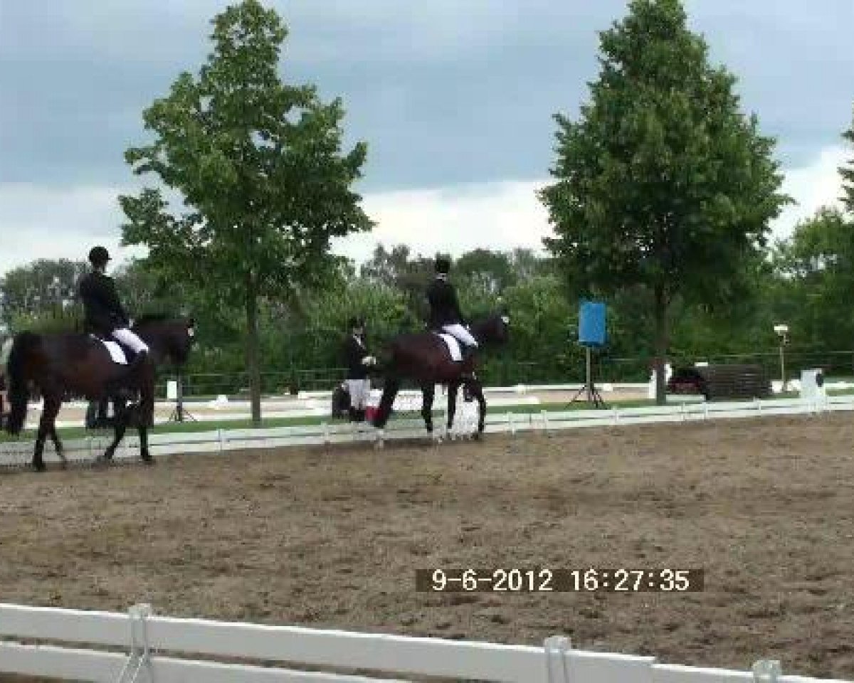 dressage horse Sir Sundance (Westphalian, 2006, from Sir Donnerhall I)