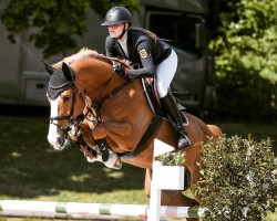 jumper Mr. Fuchs (KWPN (Royal Dutch Sporthorse), 2011, from Mr Blue)