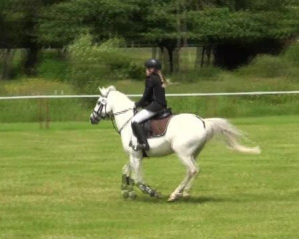 dressage horse Prinz (Shetland Pony, 2005, from Piet van den Eendennest)