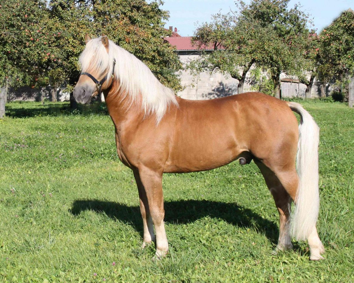 Deckhengst Andantino (5,47% ox) (Edelbluthaflinger, 2006, von Arogno (3,125% ox))
