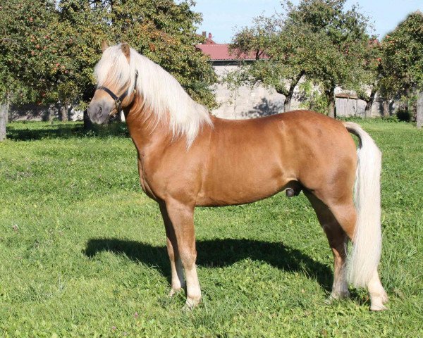 stallion Andantino (5,47% ox) (Edelbluthaflinger, 2006, from Arogno (3,125% ox))