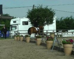 dressage horse Saniyya (Oldenburg, 2006, from Sandro Hit)