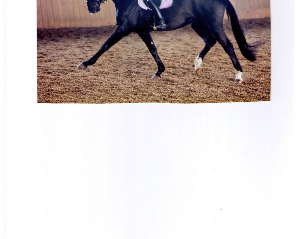 dressage horse Wilson K (Bavarian, 2005, from Wolkenstern)