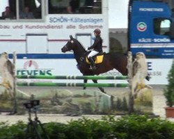 Zuchtstute Joy Dream (Oldenburger, 2004, von Don Larino 171 FIN)