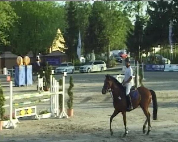 Springpferd Lord Lexington 3 (Deutsches Reitpferd, 2006, von Lord Altmark)