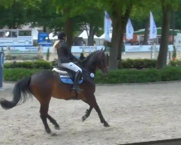 Springpferd Con Royal B (Oldenburger Springpferd, 2004, von Contendro I)