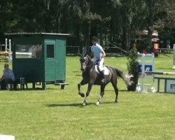 jumper Cartanyan (Holsteiner, 2007, from Cartani 4)