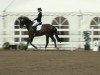 dressage horse Lanero 4 (Oldenburg, 1997, from Lord Liberty G)