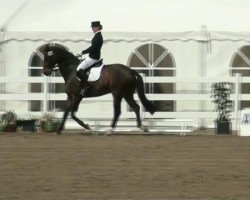 dressage horse Lanero 4 (Oldenburg, 1997, from Lord Liberty G)