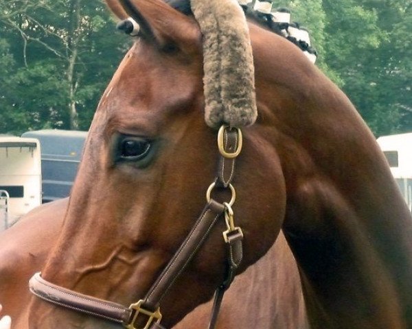 dressage horse Rontondaro (Westphalian, 2004, from Roh Magic)