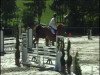 jumper Fürst Ackermann (Hanoverian, 2004, from Wogenbrecher)