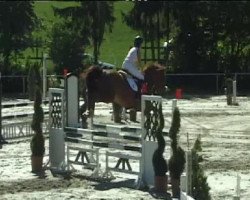 jumper Fürst Ackermann (Hanoverian, 2004, from Wogenbrecher)