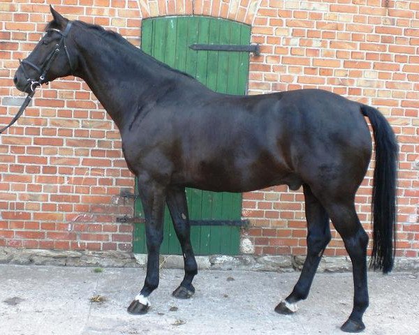 horse Paramour 5 (Brandenburg, 2000, from Paradiesvogel)