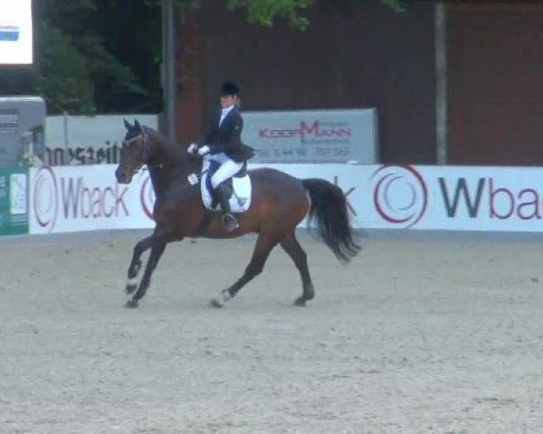 horse Contino 12 (Hanoverian, 1982, from Rouletto)