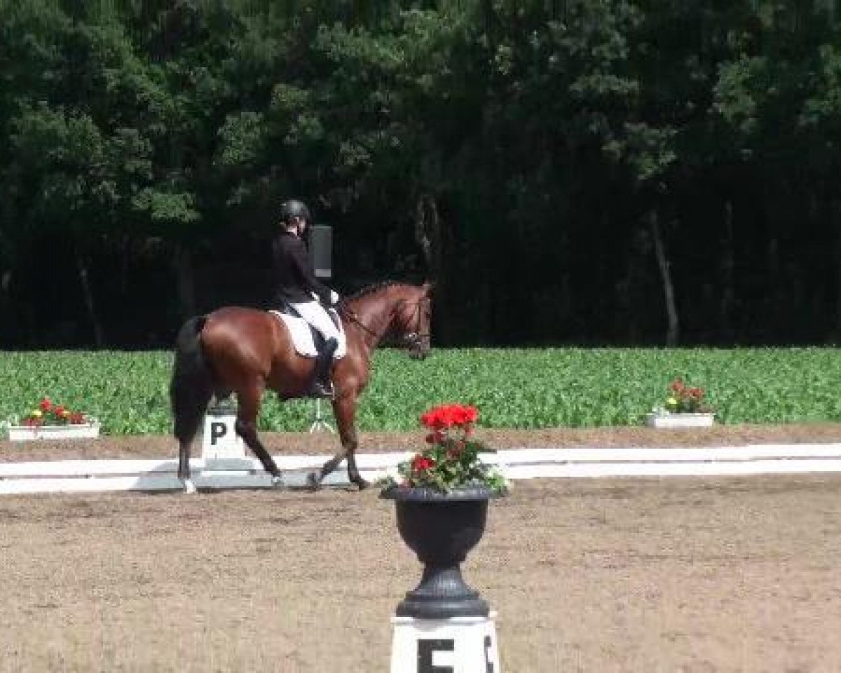 dressage horse Quentin Tarantino 3 (Oldenburg, 2008, from Quaterback)