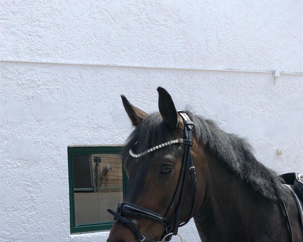 dressage horse Finley 127 (Hanoverian, 2016, from Finest)