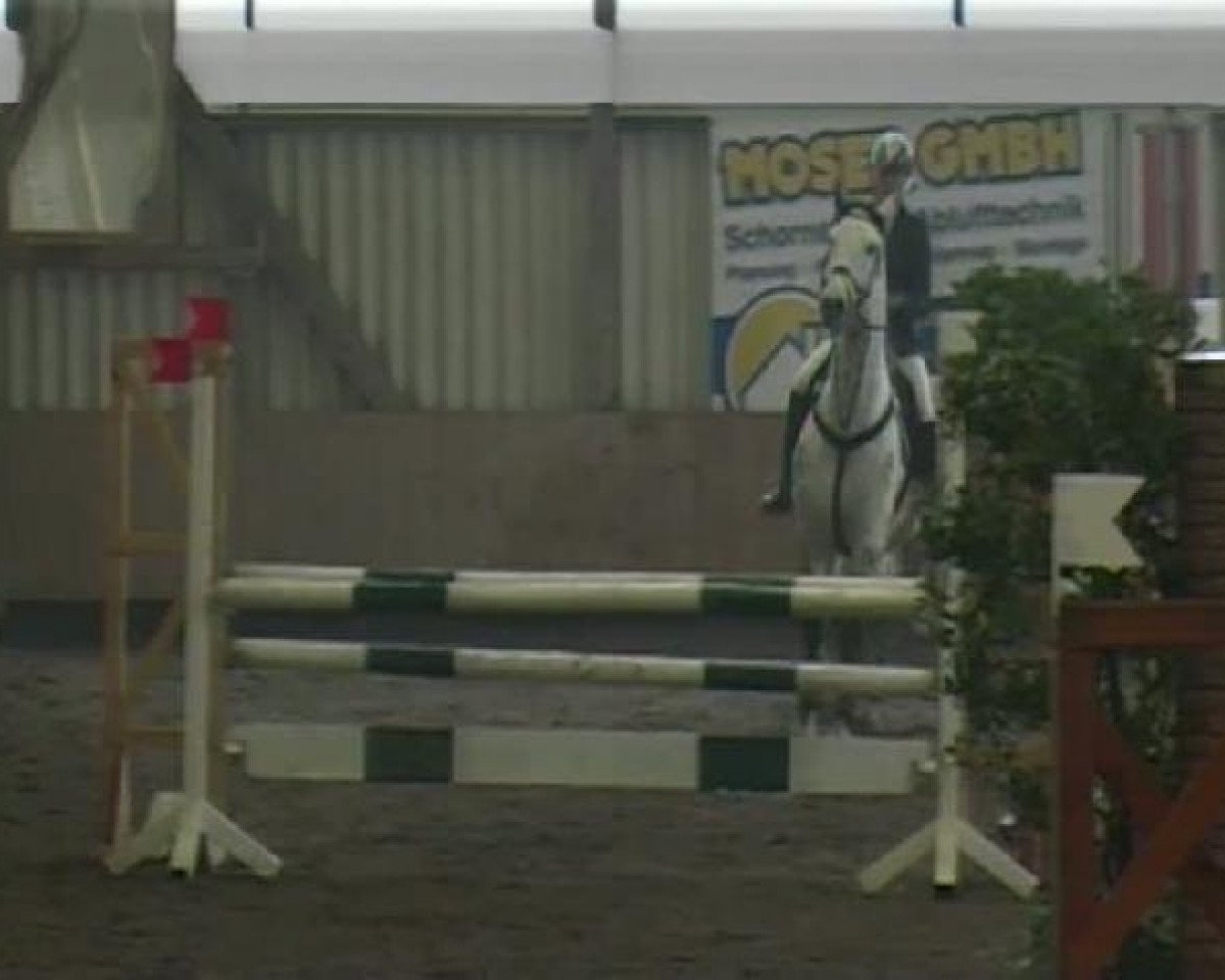 jumper Salido 8 (Hanoverian, 2004, from Scarlatti)
