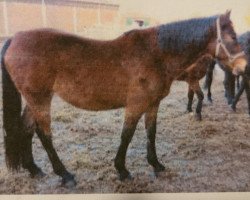 broodmare Only You (German Riding Pony, 2006, from Mahrdorf Regent)