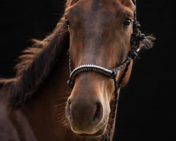 dressage horse Famous Girl (Oldenburg, 2017, from Le Vivaldi)