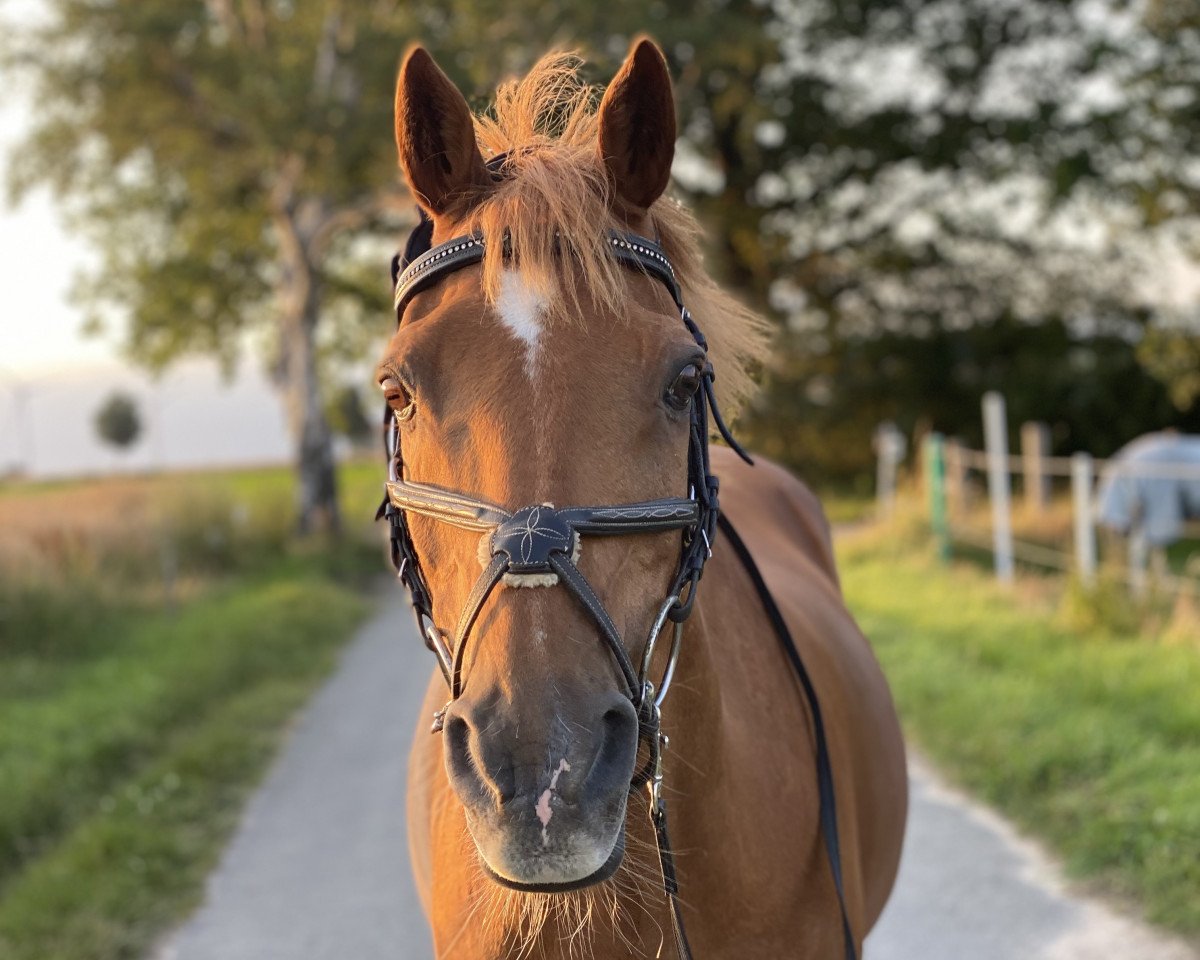 horse Koenigspark WS (German Riding Pony, 1997, from Kaiserjaeger xx)