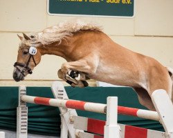 broodmare Adele (10,94% ox) (Edelbluthaflinger, 2013, from Allgaier (8,59% ox))