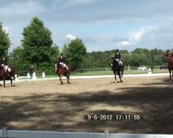 jumper Louis 257 (Hanoverian, 2005, from Londonderry)